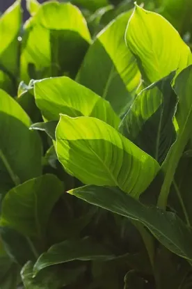 Picture of Plant Sales