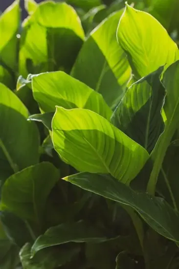 Picture of Plant Sales